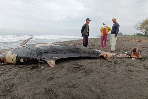 Bangkai Paus 5 Meter Mengapung di Dekat Pantai Wisata Kulon Progo Ditemukan Seorang Pemancing