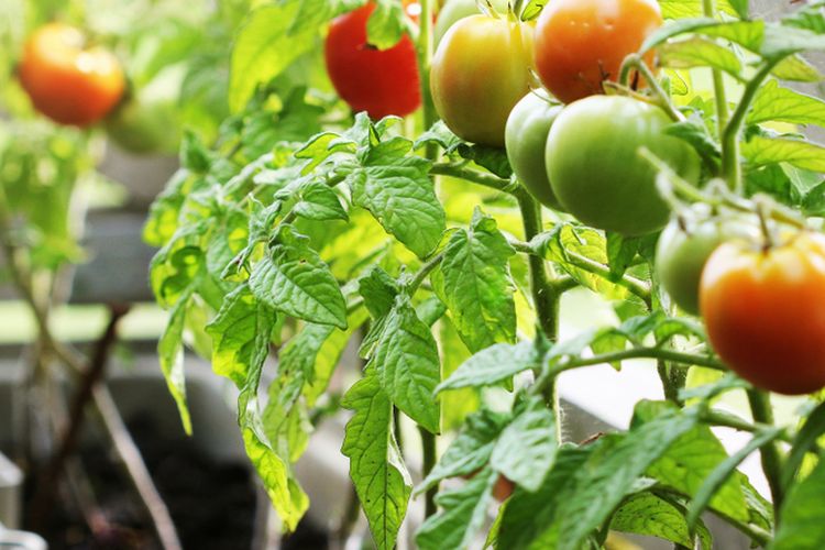 Ilustrasi menanam tomat di pot di balkon. 