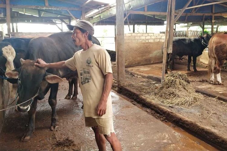 Kiswadi, salah seorang peternak sapi di Kecamatan Widang, Kabupaten Tuban, Jawa Timur, sedang memeriksa kondisi hewan ternaknya di tengah merebaknya PMK .