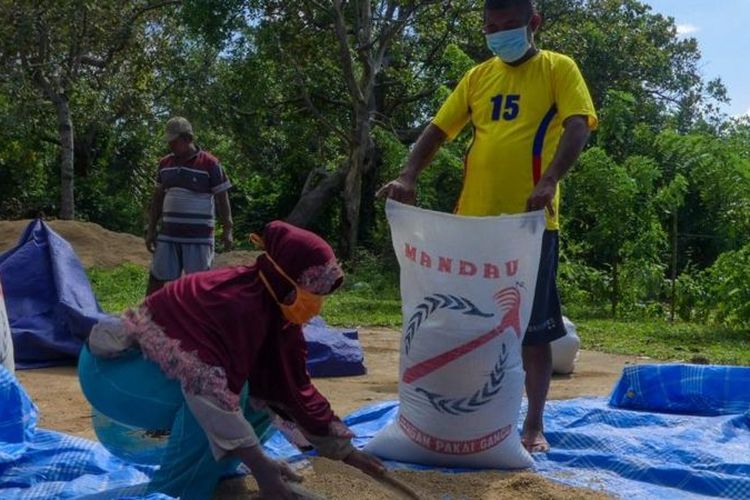 Petani padi di Buton terdampak pembatasan sosial selama pandemi Covid-19