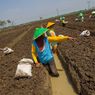 Investasi Agrikultur Syariah untuk Sustainable Food