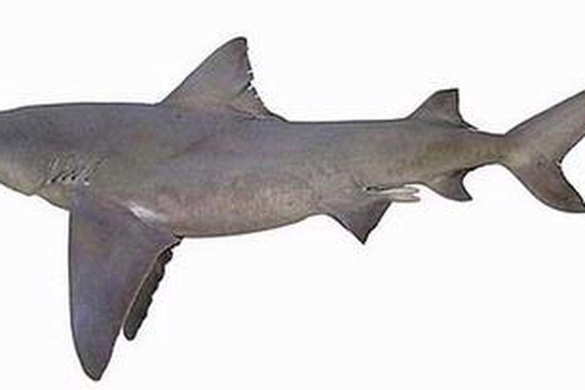 Hiu air tawar (Glyphis garricki).