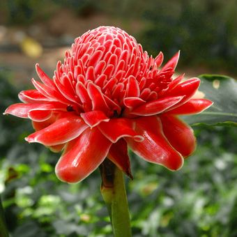 Ilustrasi bunga kecombrang (Etlingera elatior). 