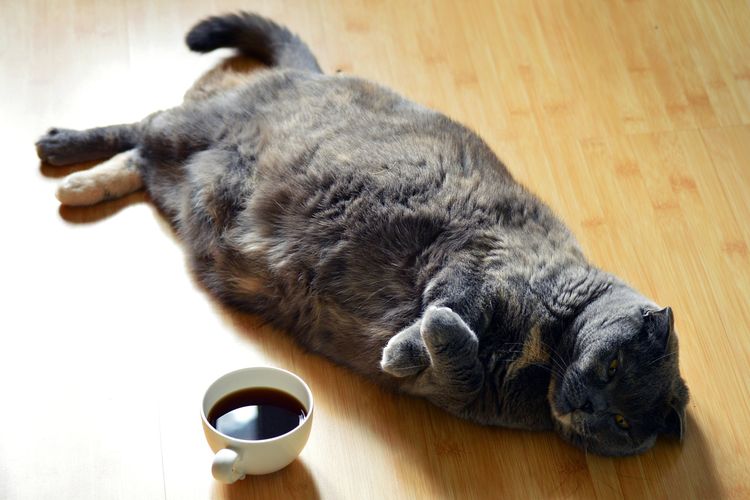 Ilustrasi kucing kegemukan, kucing obesitas. 
