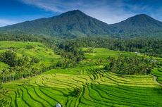 Mengenal Subak Jatiluwih yang Akan Dikunjungi Delegasi World Water Forum 