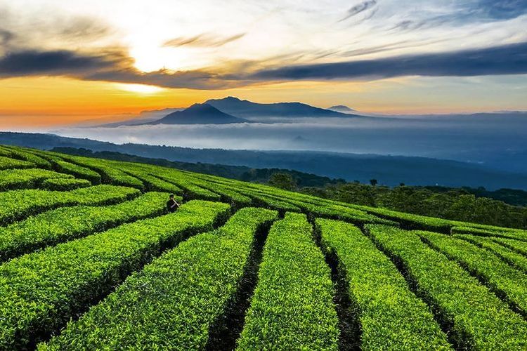 Kebun Teh Kertowono di Lumajang, Jawa Timur