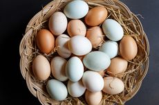 Penjelasan Soal Perbedaan Warna Telur...