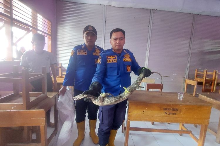 Petugas Damkar Pemkab Madiun menunjukkan biawak sepanjang satu meteran yang dievakuasi dari salah satu ruang kelas SMKN 1 Geger, Kabupaten Madiun, Jawa Timur, Minggu (27/7/2025).