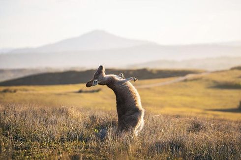 Pertama Kalinya Sejak 1936, Kanguru Bunuh Manusia di Australia