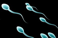 Bagaimana Cara Sperma Berenang Menuju Sel Telur? 