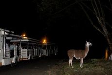 Besok, Safari Malam Tutup Sementara Waktu di Taman Safari Bogor