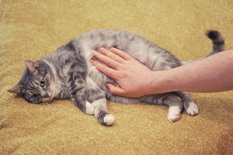 Mengapa Kucing Tidak Suka Perutnya Disentuh atau Dielus? Ini Alasannya