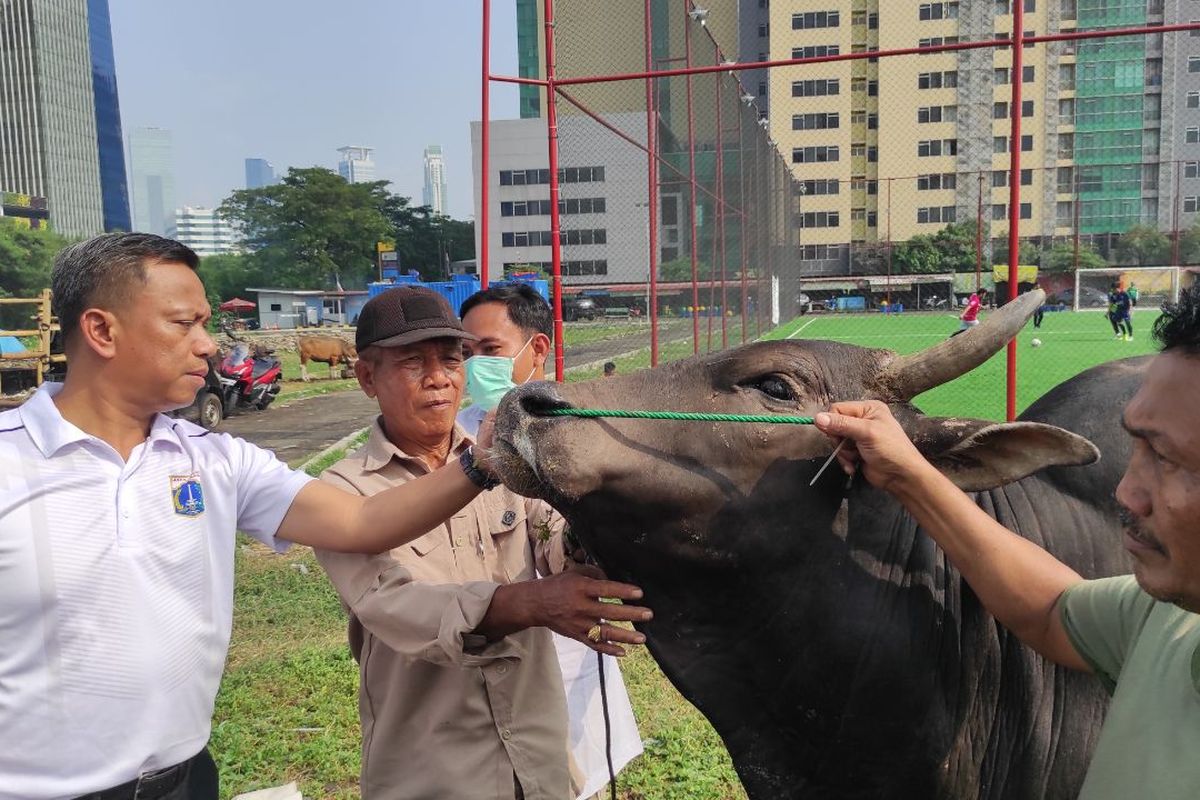 Wali Kota Jakarta Selatan, Munjirin, saat memeriksa salah satu hewan kurban yang dijual di tempat penampungan hewan kurban (TPnHK) di bilangan Menteng Atas, Jakarta Selatan, Jumat (23/6/2023). 