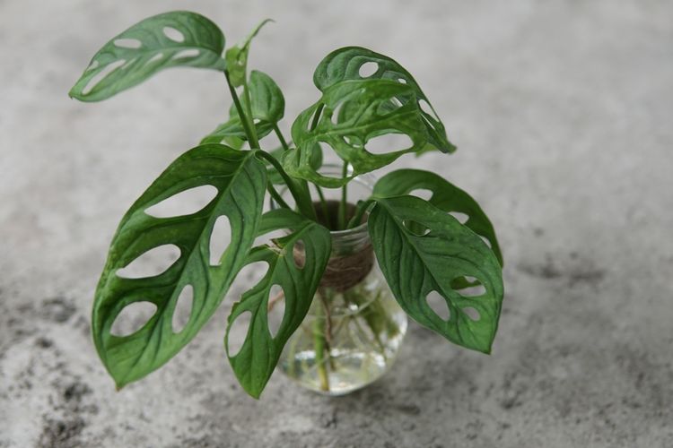 Ilustrasi menanam janda bolong di air. 