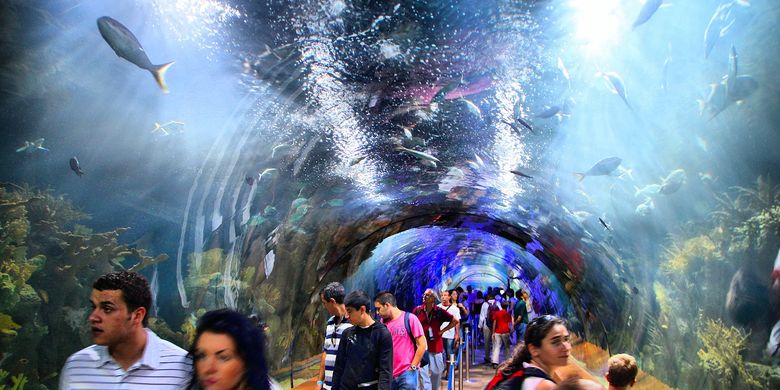 Ilustrasi terowongan bawah air Oceanogràfic, salah satu akuarium terbesar di dunia.