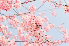 Kapan Musim Sakura Mekar di Jepang 2024?