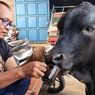 Kisah Unik Aplesss, Sapi di Mojokerto yang Punya Hobi Unik, Minum Kopi dan Menonton TV di Pos Ronda