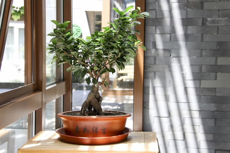 Ilustrasi tanaman bonsai, pohon bonsai. 