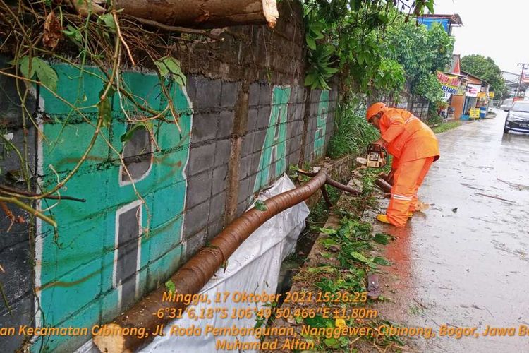 Sejumlah petugas BPBD sedang mengevakuasi pohon tumbang akibat hujan deras disertai angin kencang yang melanda kawasan Cibinong, Kabupaten Bogor, Jawa Barat, Minggu (17/10/2021).