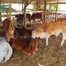 Ternak di Sleman Terjangkit LSD, Bupati Minta 
