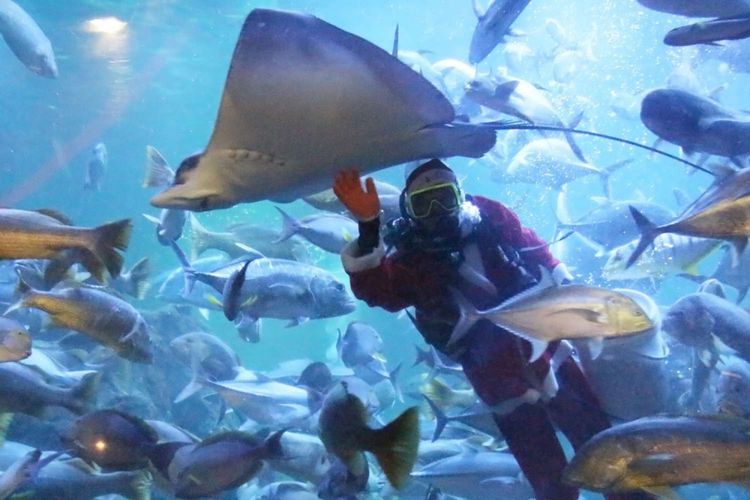 Pengunjung saat menyaksikan pertunjukan underwater feedingshow di akuarium utama Sea World, kawasan wisata Taman Impian Jaya Ancol, Jakarta, Sabtu (23/12/2017). Acara tersebut diselenggarakan pada 23-27 Desember 2017 untuk menyambut musim libur natal dan perayaan pergantian tahun.