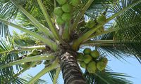 Meremajakan Kebun Kelapa untuk Industri Bernilai Tinggi