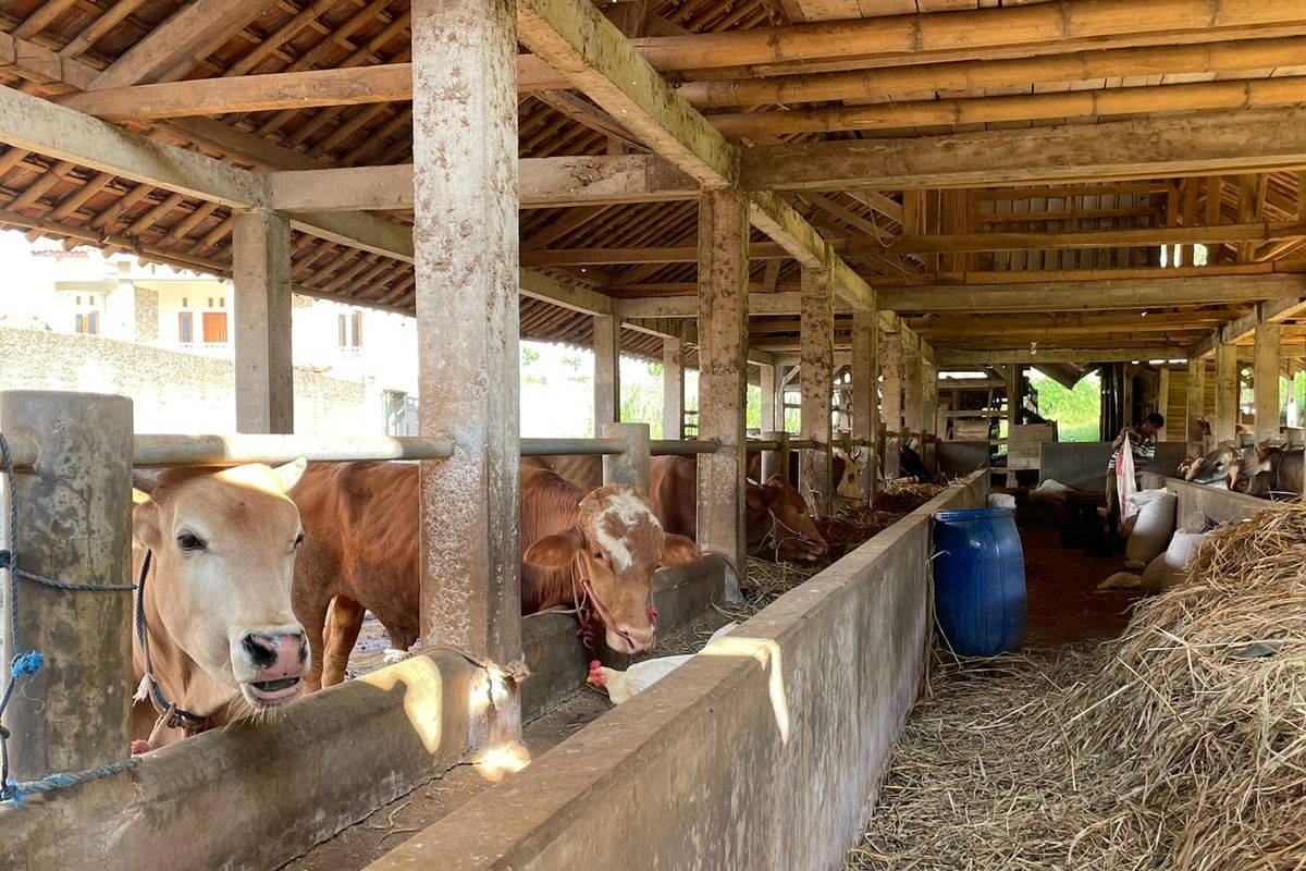 Beberapa hewan ternak sapi di salah satu peternakan milik warga di salah satu daerah di Indonesia