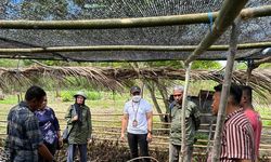 Mitigasi Dampak Perubahan Iklim, Kementan Salurkan Bantuan Benih Kopi ke Pekebun Maluku Tenggara