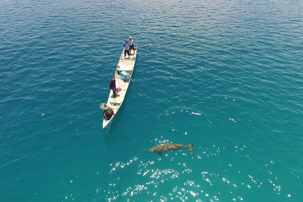 Dugong di perairan Alor, NTT. 