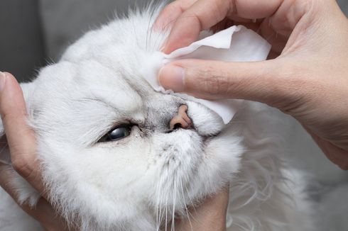 8 Penyebab Mata Kucing Berair dan Cara Mengatasinya