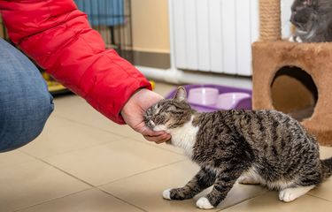 Ilustrasi kucing menggosokkan kepalanya.