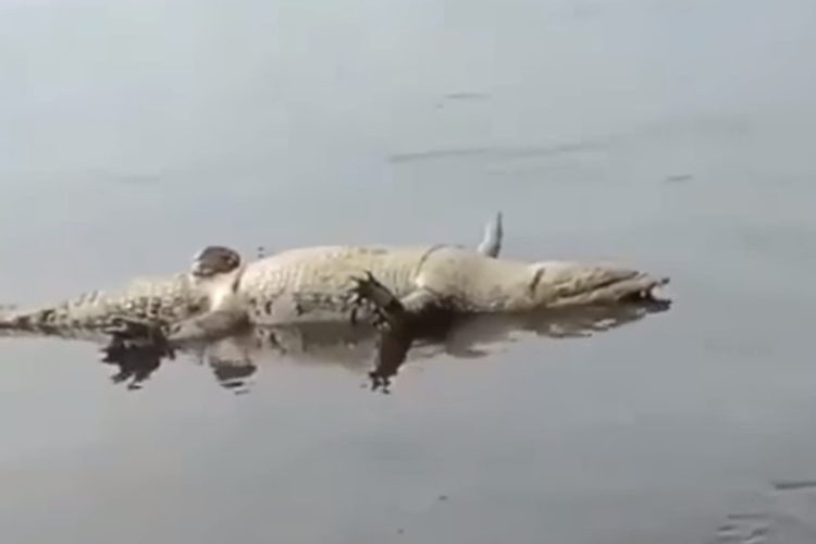 Tangkapan layar video viral yang menampilkan bangkai seekor buaya berukuran besar mengambang di sungai dalam posisi terlentang.