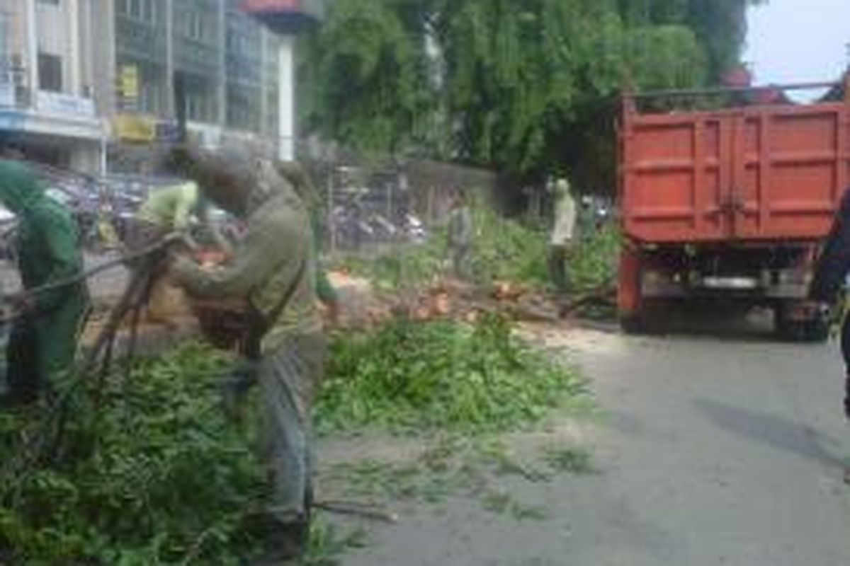 Pekerja memangkas pohon di Jalan Enggano, Jakarta Utara, Senin (2/12/2013), setelah dahan pohon itu tumbang dan menimpa tukang ojek yang sedang melintas.