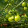 Penyebab Tomat Tidak Kunjung Merah dan Cara Atasinya