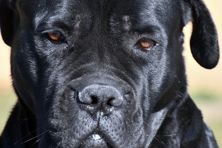 Ilustrasi ras anjing Cane Corso. 