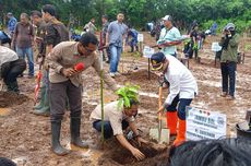 Rehabilitasi Hutan dan Lahan Kupang, 750 Pohon Produktif Ditanam 