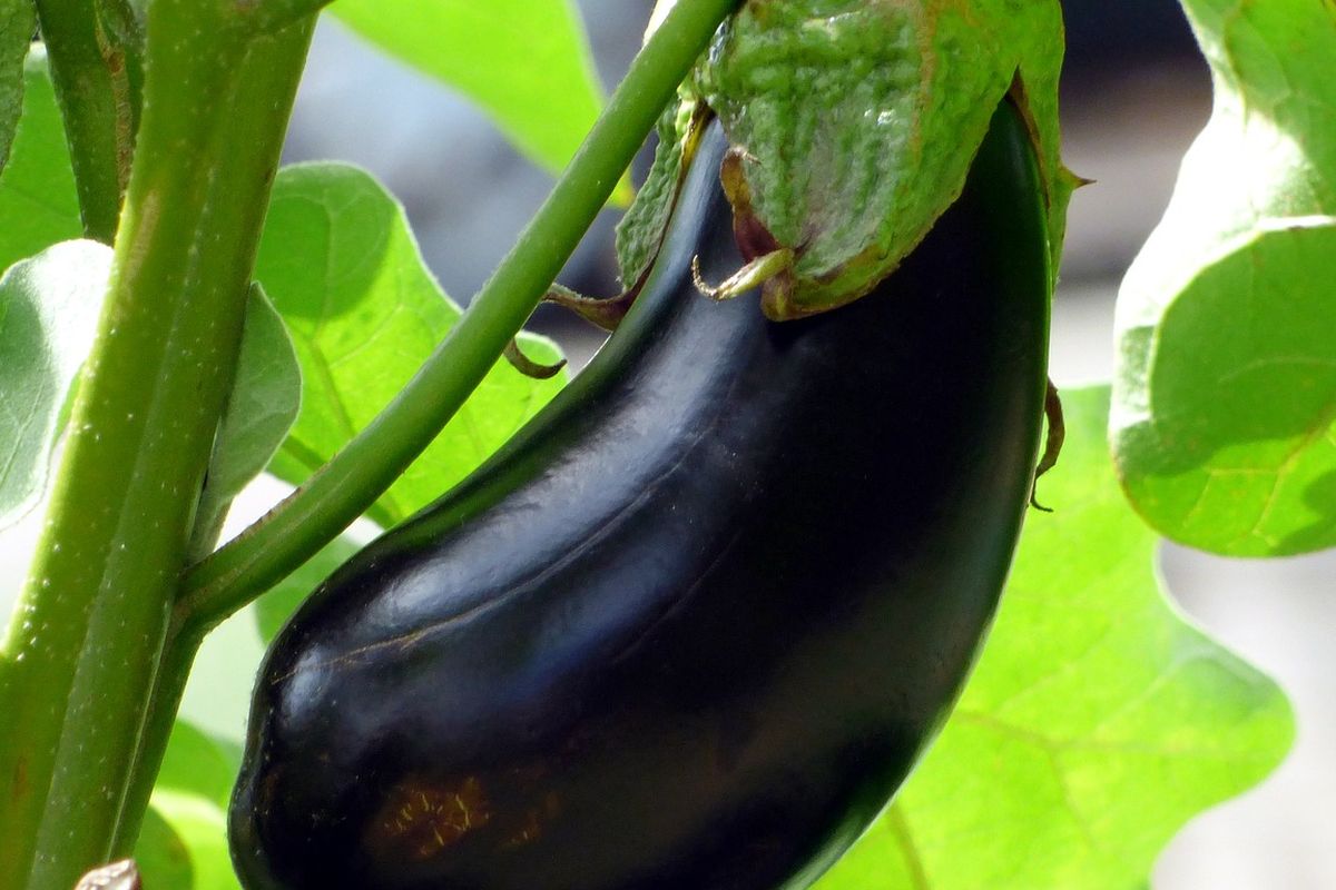 Ilustrasi terong, tanaman terong. 