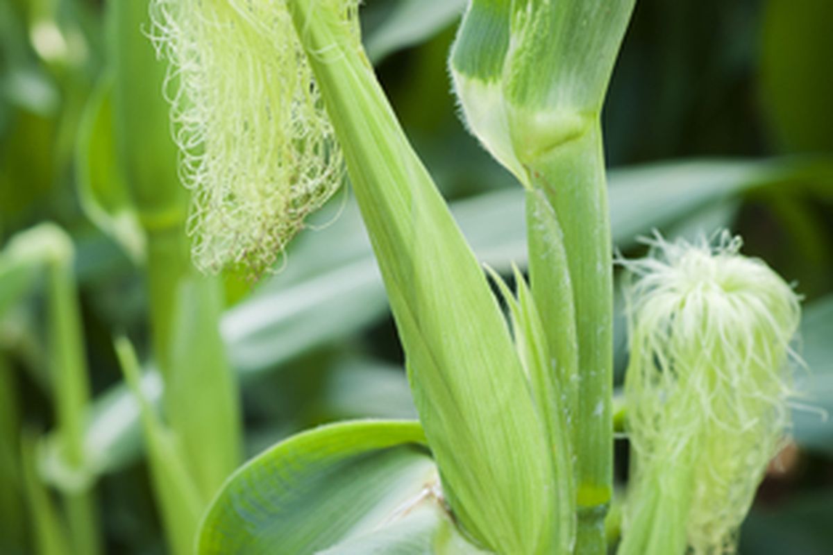 Ilistrasi tanaman jagung muda