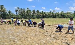 Hadapi Ancaman Pangan, Kementan Gencarkan Irpom demi Pastikan Keberlanjutan Pangan Aman