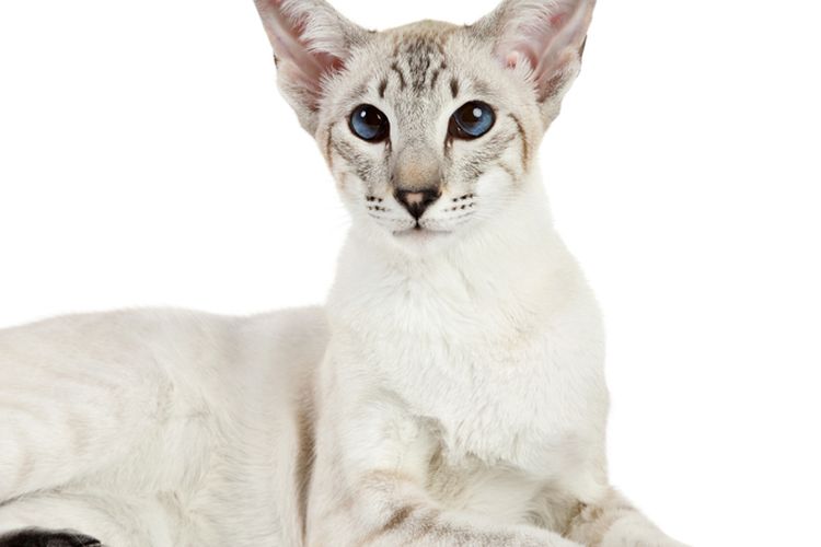 10 Ras Kucing yang Cocok untuk Dipelihara Penderita Alergi