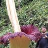 Bunga Bangkai Raksasa Setinggi 4 Meter Mekar di Agam Sumbar