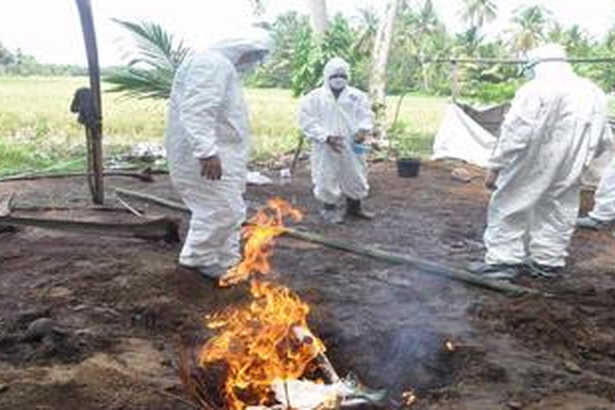 Sejumlah petugas dan pemilik peternakan, Rabu (6/2/2013) memusnahkan ratusan ekor itik di Korong Kampung Lintang, Nagari Sunur, Kecamatan Nan Sabaris, Kabupaten Padangpariaman, Sumatera Barat. Ratusan ekor itik itu positif terinfeksi virus subtipe H5N1 pencetus flu burung (Avian Influenza/AI) dengan clade baru tipe 2.3.2 yang juga menyebabkan kematian ribuan itik lain di kawasan tersebut sejak Jumat lalu. 

