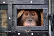 Detik-detik Kepulangan 11 Orangutan ke Indonesia, Usai Diselamatkan dari Penyelundupan di Thailand dan Malaysia