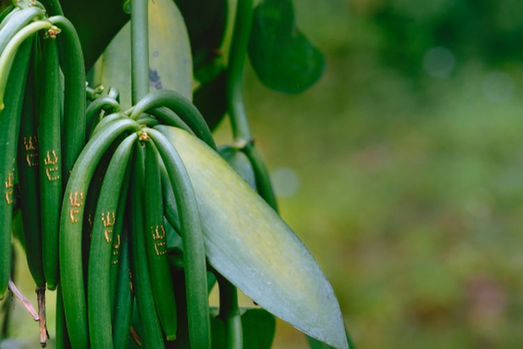 Ilustrasi tanaman vanili, menanam vanili, budidaya vanili. 
