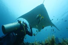 Penambangan Pasir Laut Ancam Hiu Berjalan dan Pari Manta yang Hampir Punah