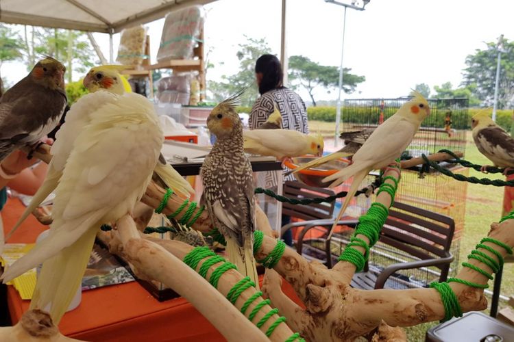 Burung Cockatiel atau Kakaktua mini merupakan hewan peliharaan yang menarik
