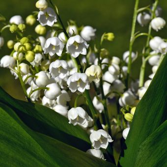 Ilustrasi bunga lily of the valley.