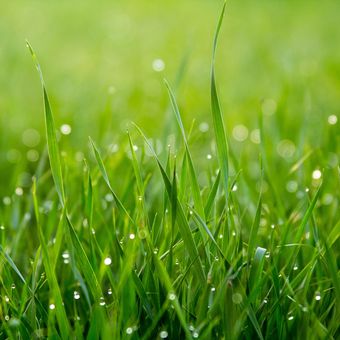 Ilustrasi rumput. Air rendaman rumput dapat digunakan sebagai pupuk tanaman.