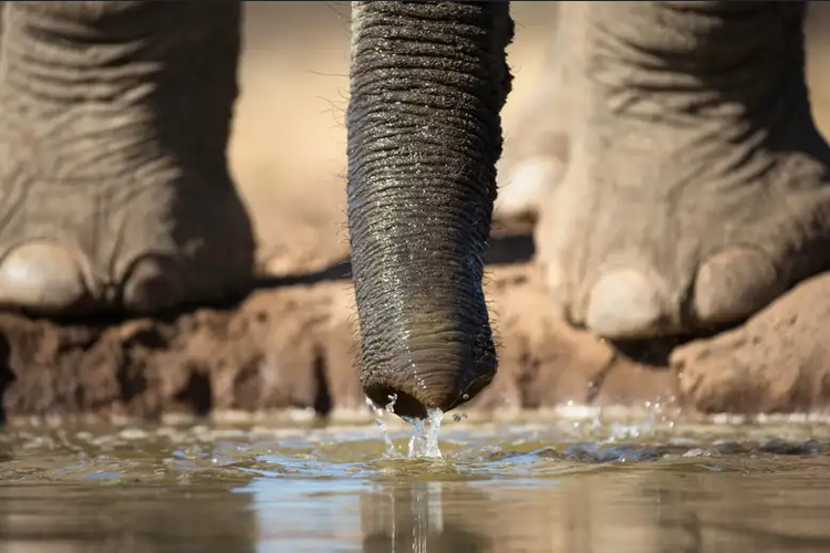 Gajah punya kemampuan menyedot air yang luar biasa.
