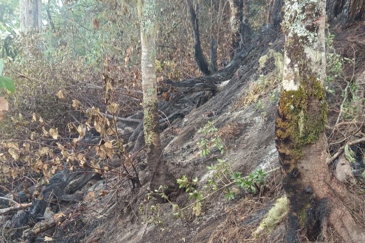Kebakaran Berulang di Gunung Raung, Perhutani: 95 Persen Ulah Manusia